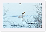 joutsenet_whooper swans1 * 640 x 416 * (82KB)